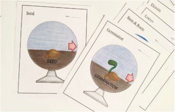 Plant Life Cycle - 3D Model Craft Activity