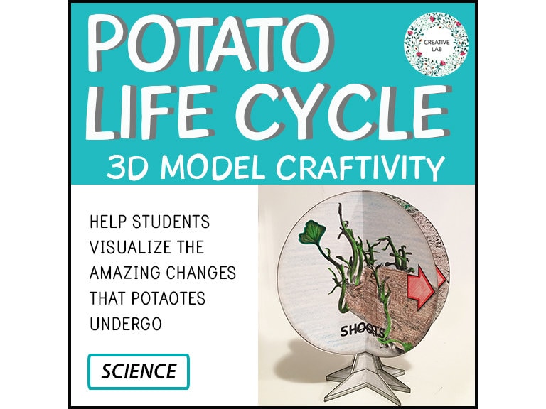 Potato Life Cycle - 3D Model Craft Activity